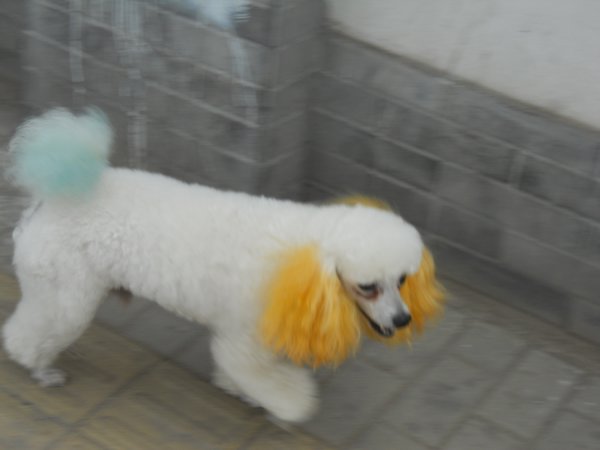 A silly looking poodle that a DUDE was walking...