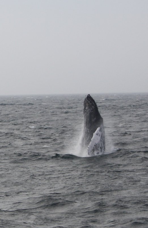 Whale watching, Provincetown, Cape Cod, sept 25 2010 (52)