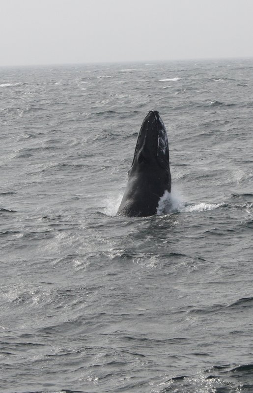 Whale watching, Provincetown, Cape Cod, sept 25 2010 (47)