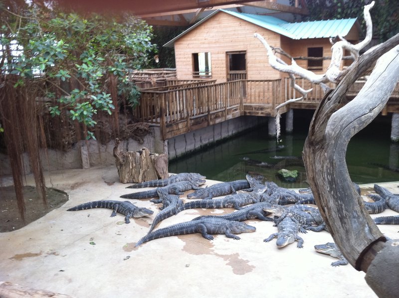 Alligators...whats not to love?