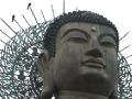 Buddha's Head