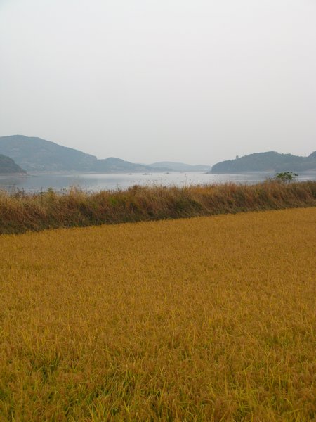 Rice Field Next to Mud Beach