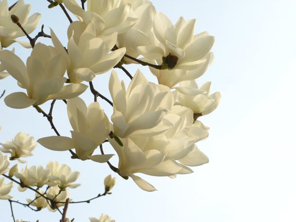 White Magnolia