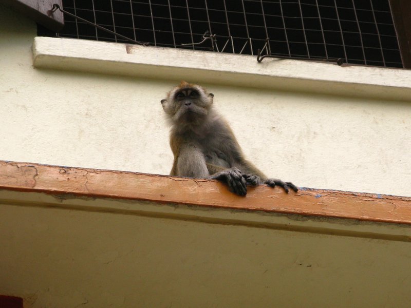 Mischievous Macaque