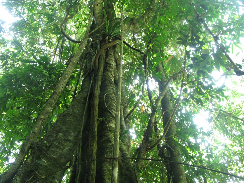 Malaysian Trees
