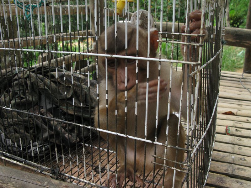 Caged Baby Monkey