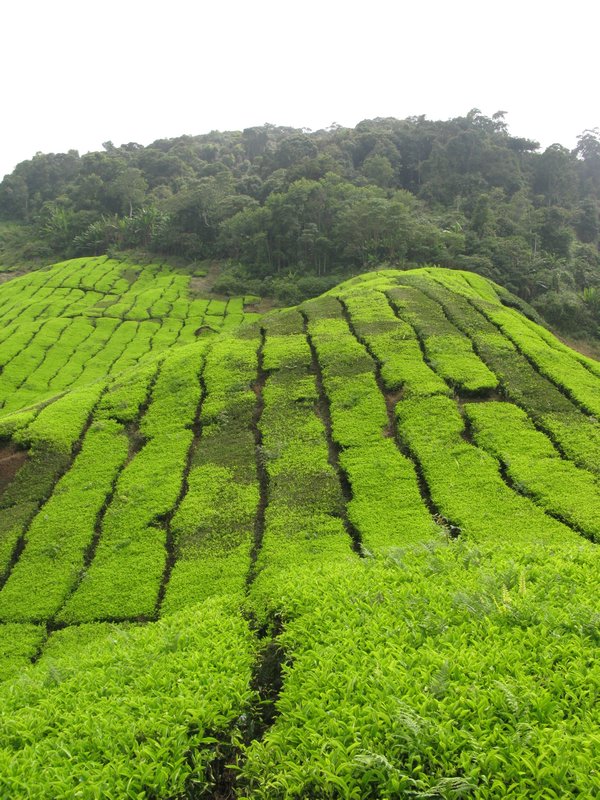 BOH Tea Plantation