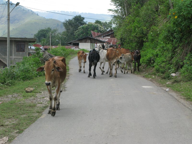 Cattle Right of Way