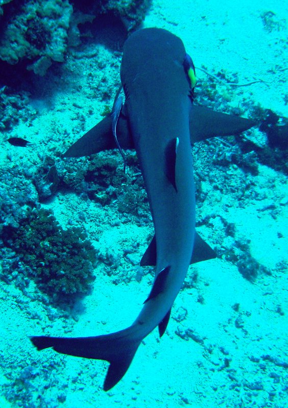 White Tip Shark (photo courtesy of Catherine)