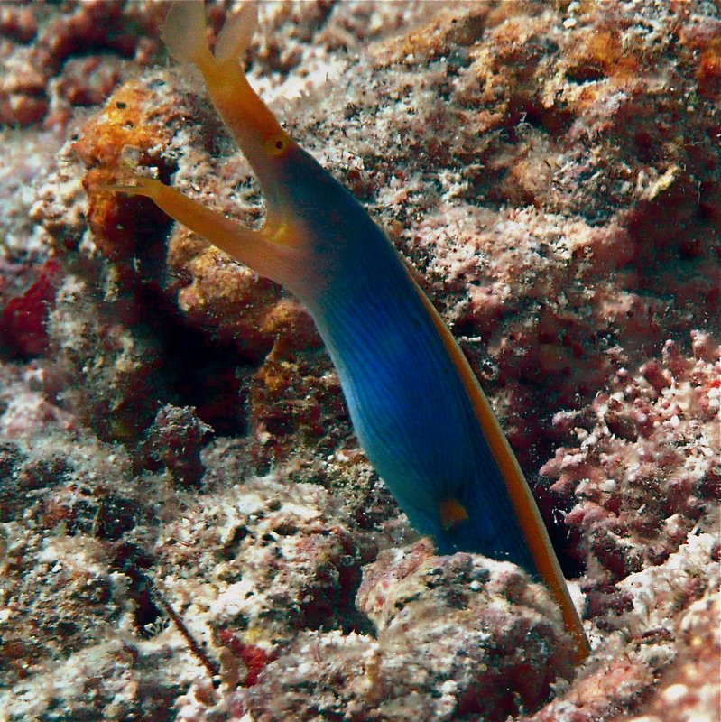 Blue and Yellow Ribbon Eel