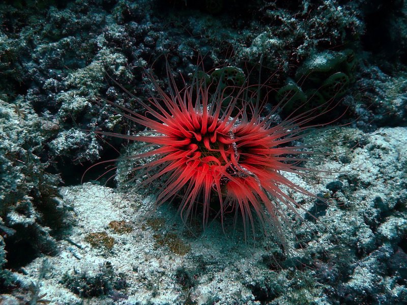 Red Tube Worm