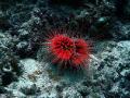 Red Tube Worm