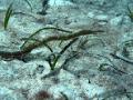 Grass or Pipefish?