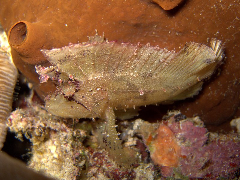 White Leaf Scorpionfish