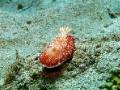 Nudibranch Brownish Red and White