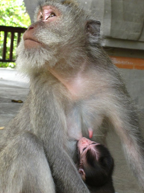 Here we go again! Poor monkey nipples