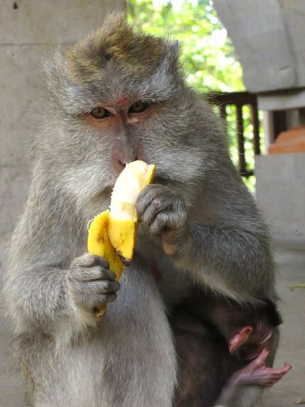 This mom deserves a banana!