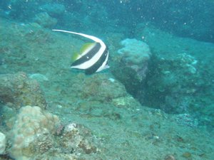 Longfin Bannerfish
