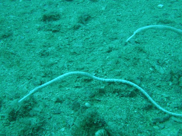 We arent pipefish... honestly!!