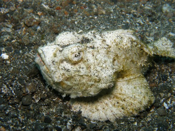 dwarf stonefish