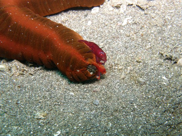 Imnperator shrimp on sea cucumber