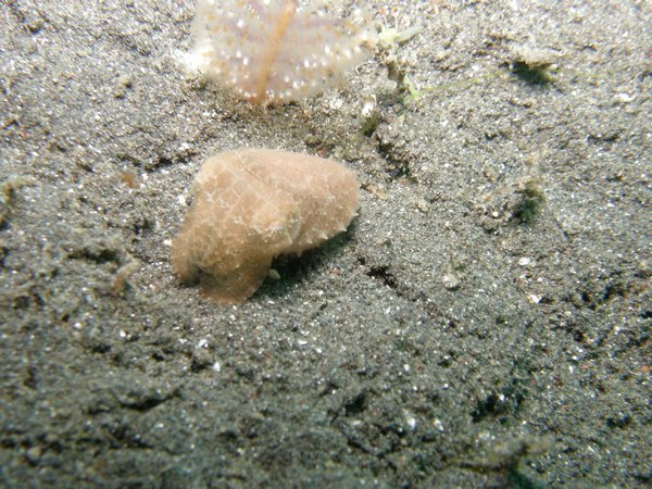 bobtail cuttlefish