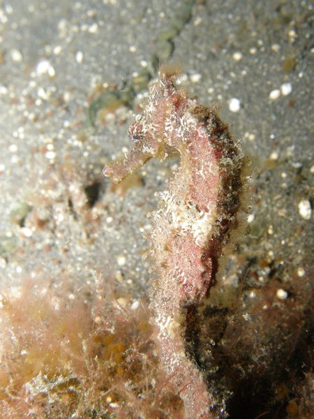 Mollucan seahorse