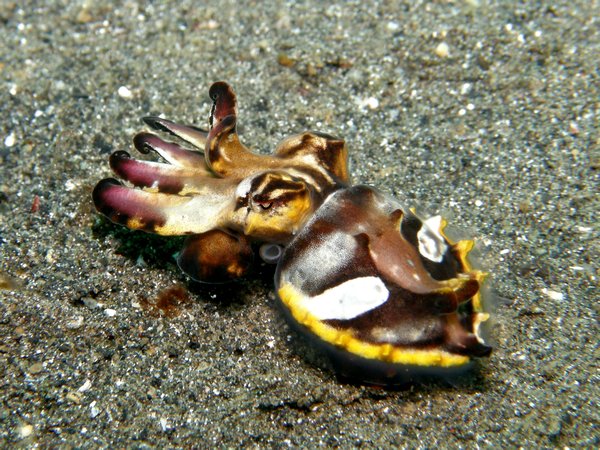 Flambouyant Cuttlefish