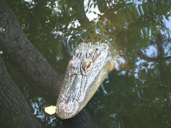 Lady Alligator