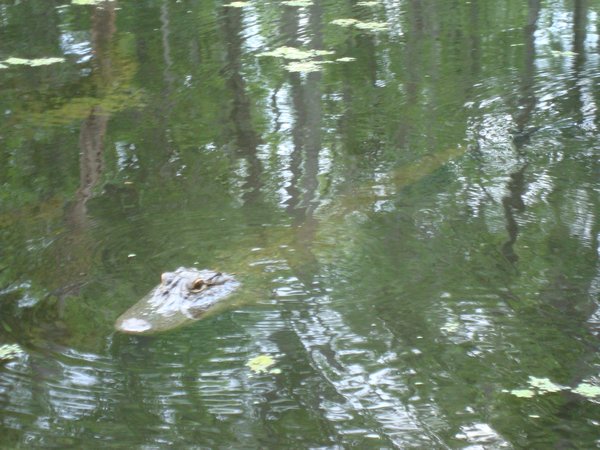 Female Alligator