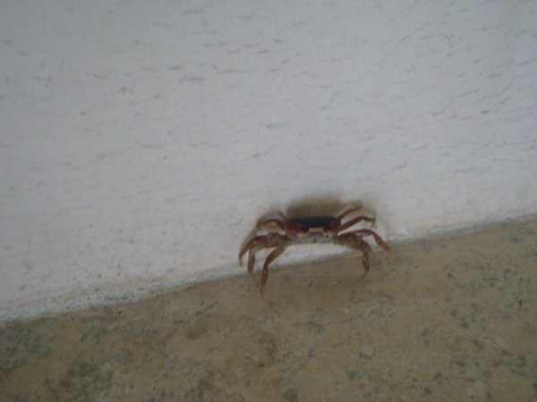 A crab that found its way into the house