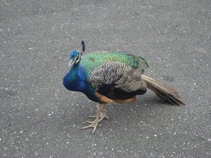 George the peacock