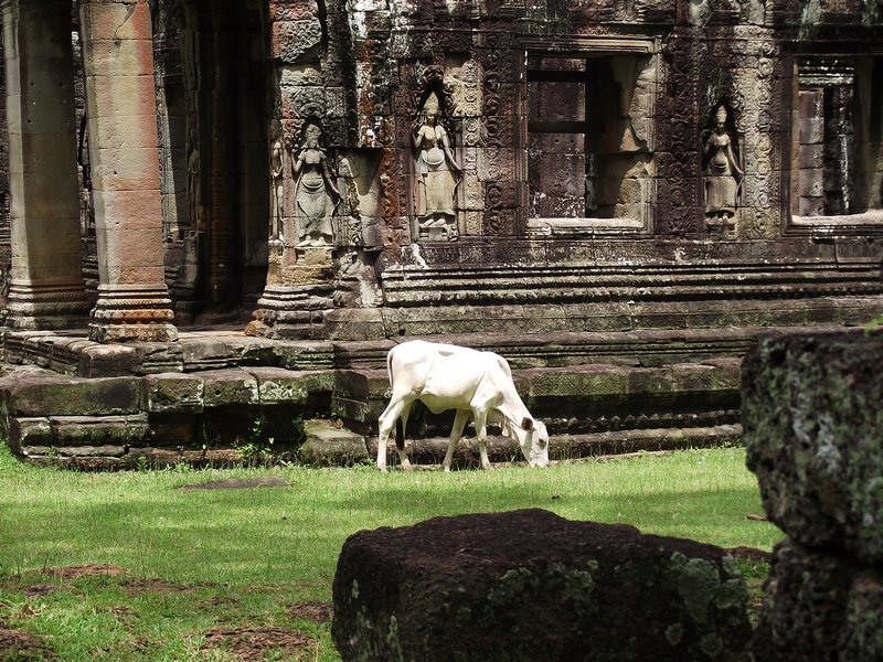 Cow in one of the temples