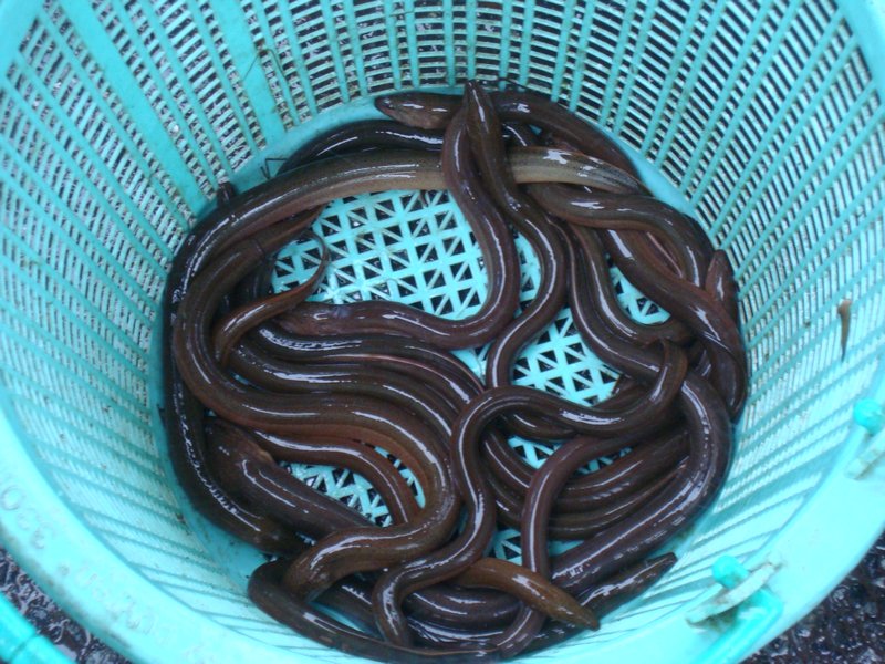 Basket of eels at the market