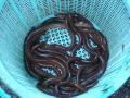Basket of eels at the market