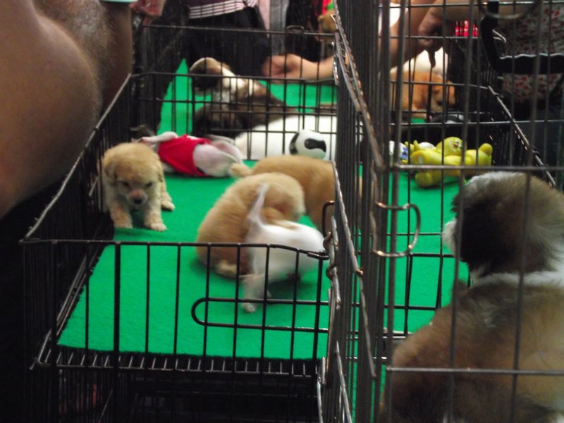 Puppies at the Chatuchak Market