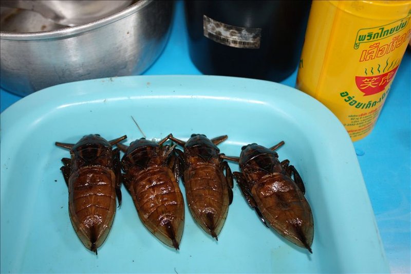 Fried cockroach