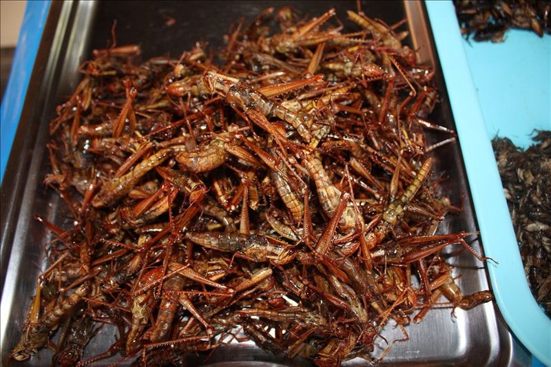Fried insects