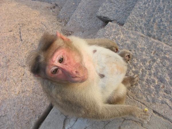 pregnant monkey