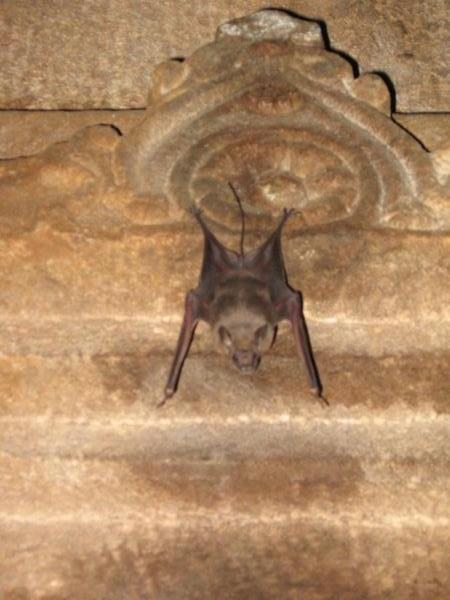 bats in the tempel