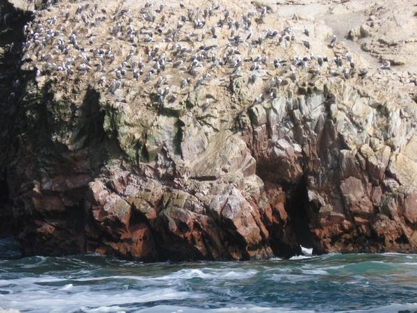 Birds and the Humboldt penguins