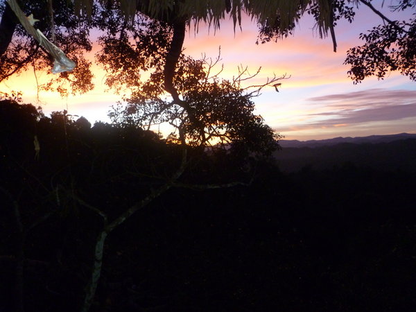 Jungle Sunset