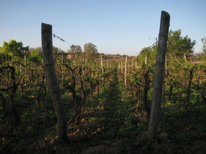 Valle de Concepcion Vineyard