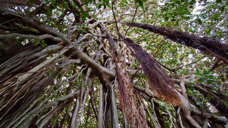 The ancient banyan tree