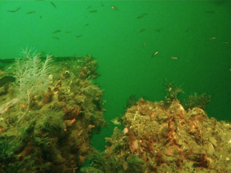 Coral surrounding the underwater centre