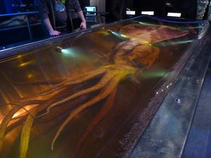 4.5m colossal squid!
