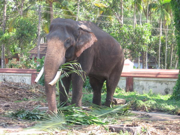 Elephant at the Krishna Temple