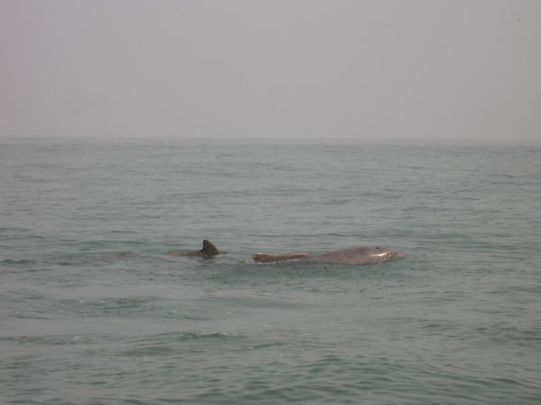 Dolphin off Goa