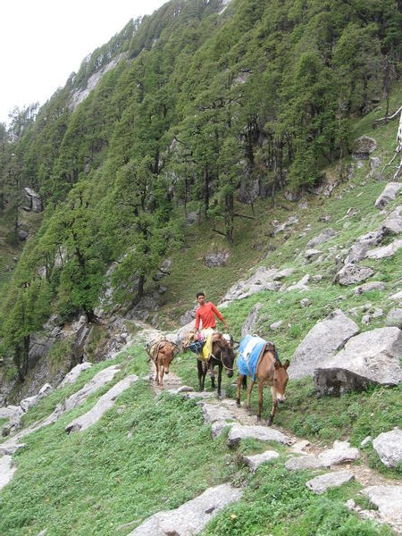 Mules between Triund and Snowline