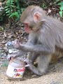 Monkey with a sweet tooth